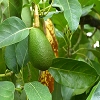 Plants: image 14 0f 16 thumb