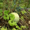 Plants: image 15 0f 16 thumb