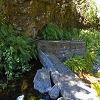 Plants: image 1 0f 16 thumb
