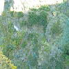Plants: image 15 0f 8 thumb