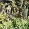 Plants: image 1 0f 13 thumb