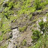 Plants: image 2 0f 13 thumb