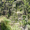 Plants: image 8 0f 13 thumb