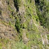 Plants: image 9 0f 13 thumb