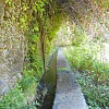 Plants: image 10 0f 13 thumb
