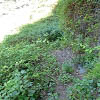Plants: image 13 0f 13 thumb