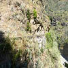 Plants: image 9 0f 18 thumb