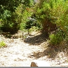 Plants: image 13 0f 16 thumb