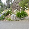 Plants: image 11 0f 20 thumb