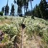 Plants: image 4 0f 20 thumb
