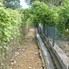 Plants: image 20 0f 20 thumb