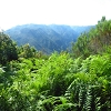Plants: image 18 0f 23 thumb
