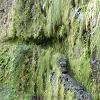 Plants: image 6 0f 11 thumb