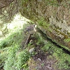Plants: image 11 0f 20 thumb