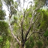 Plants: image 10 0f 10 thumb