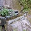 Plants: image 7 0f 15 thumb
